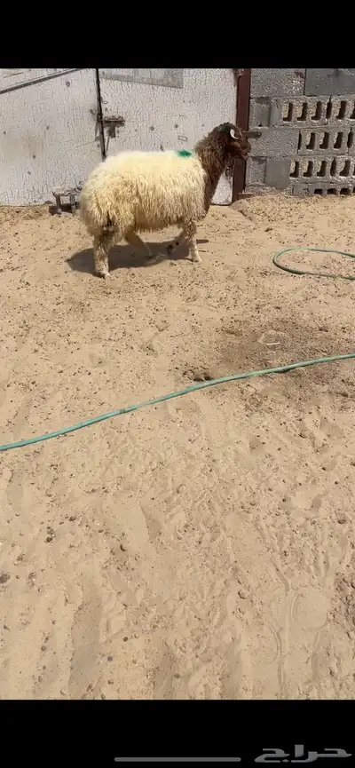 خروف نعيمي 1