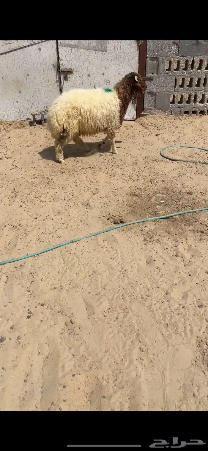 خروف نعيمي 1