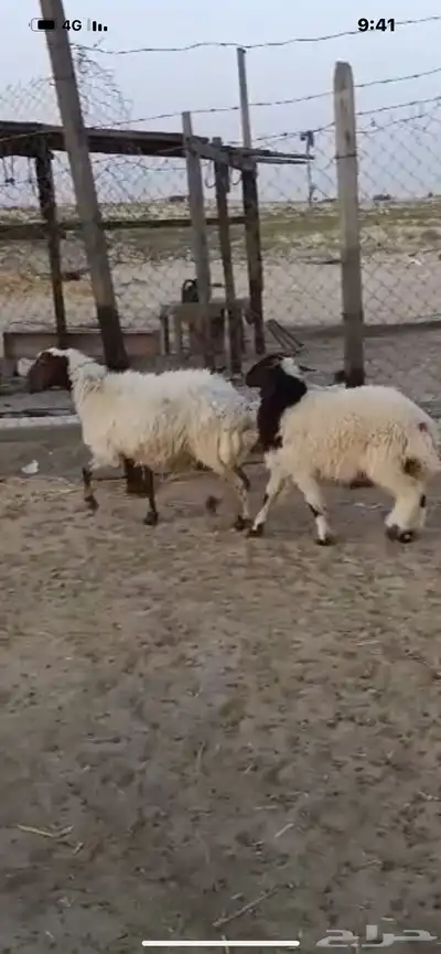 للبيع رغوث سدس تحتها خروف ديد سلم 0
