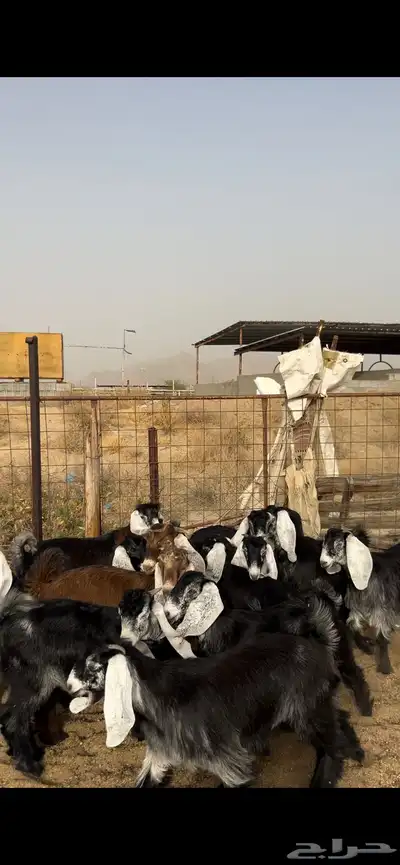 تيوس وجفار 0