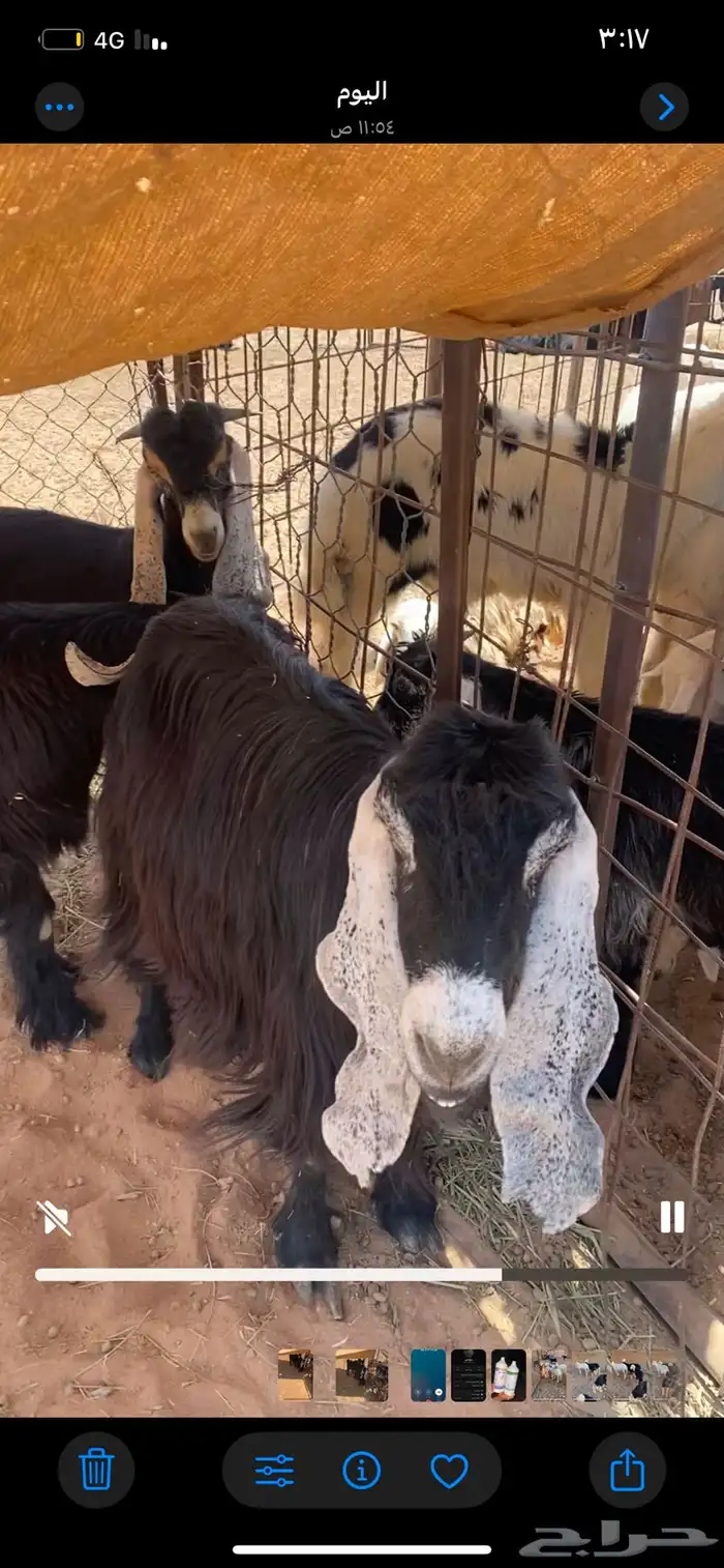 عنز تامه معها تيسين 1