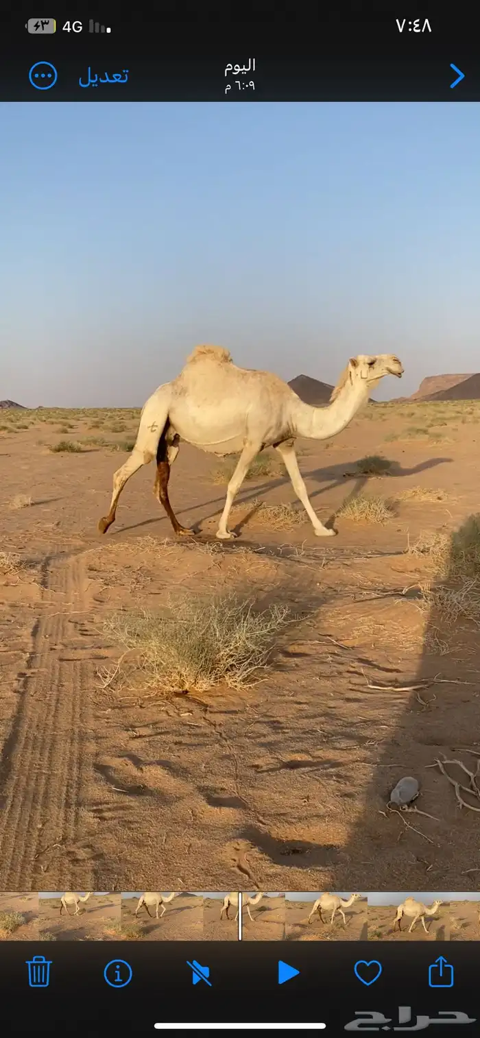 لقحات 3
