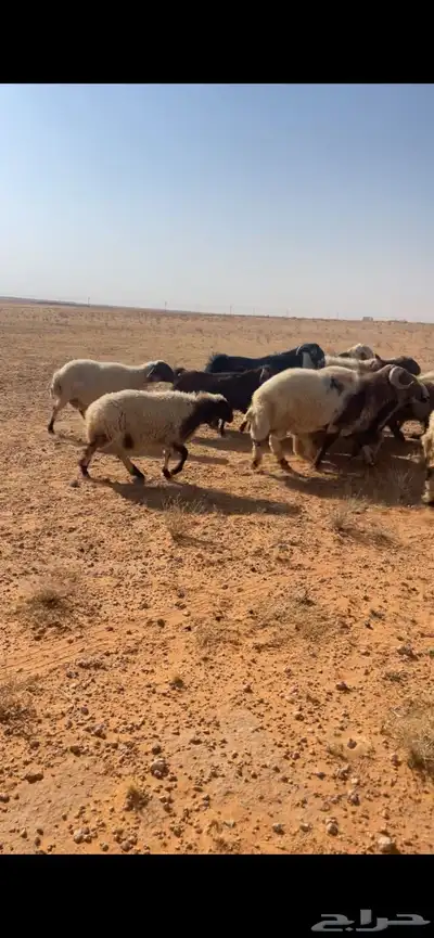 غنم للبيع 2