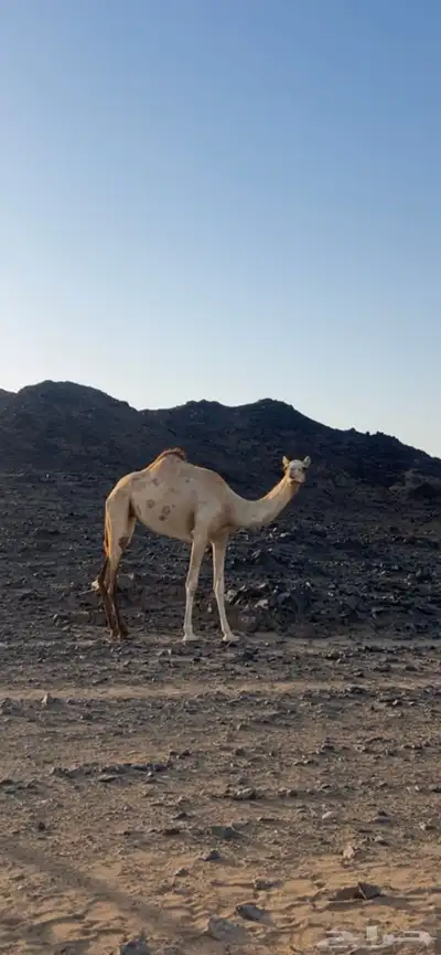 ناقه سودانيه ذلول 0