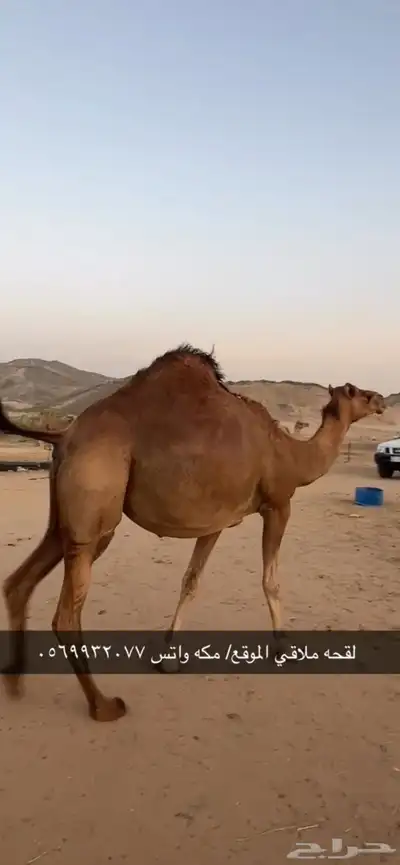 ناقه لقحه جنب 10
