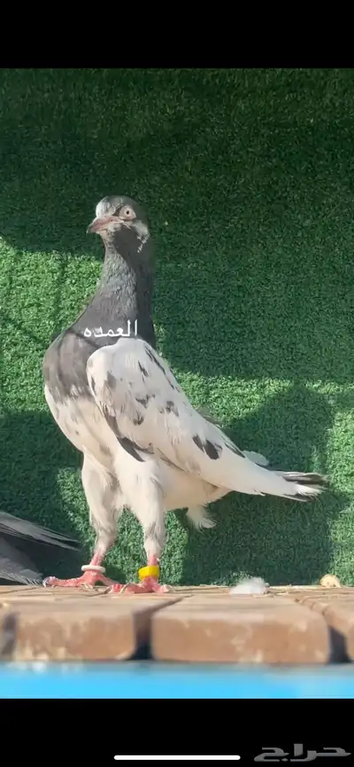 حمام باكستاني سخي 0