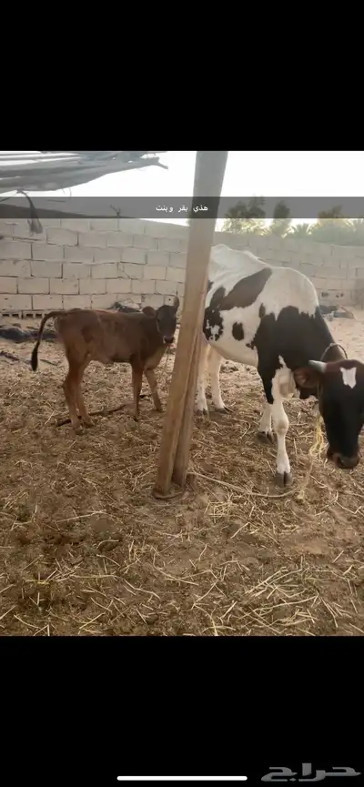 بقره البيع 3