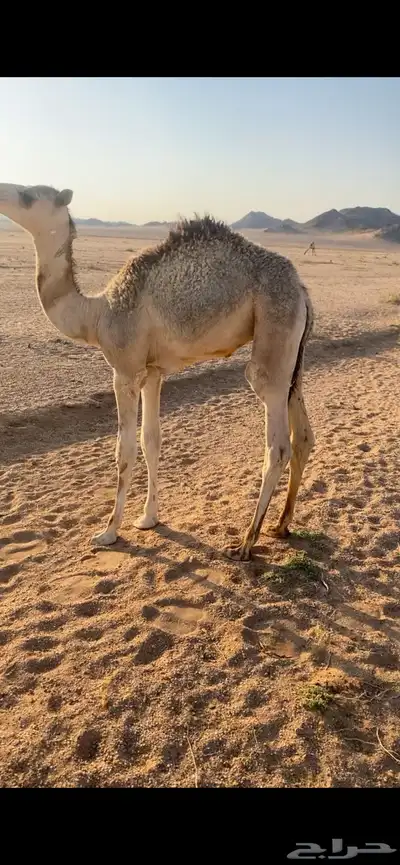 قعود عمره شهرين ونص 1