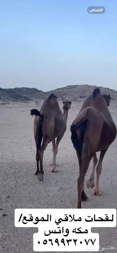ناقه لقحه جنب 2