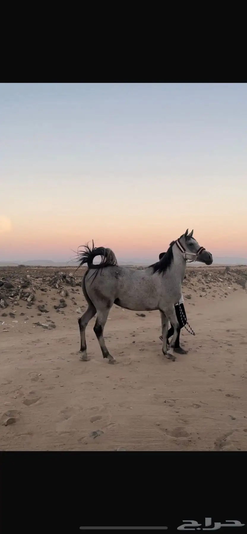 خيل index