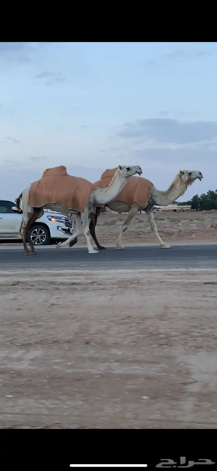 لقحات 0