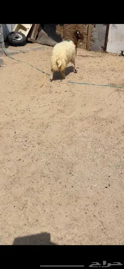 خروف نعيمي 0