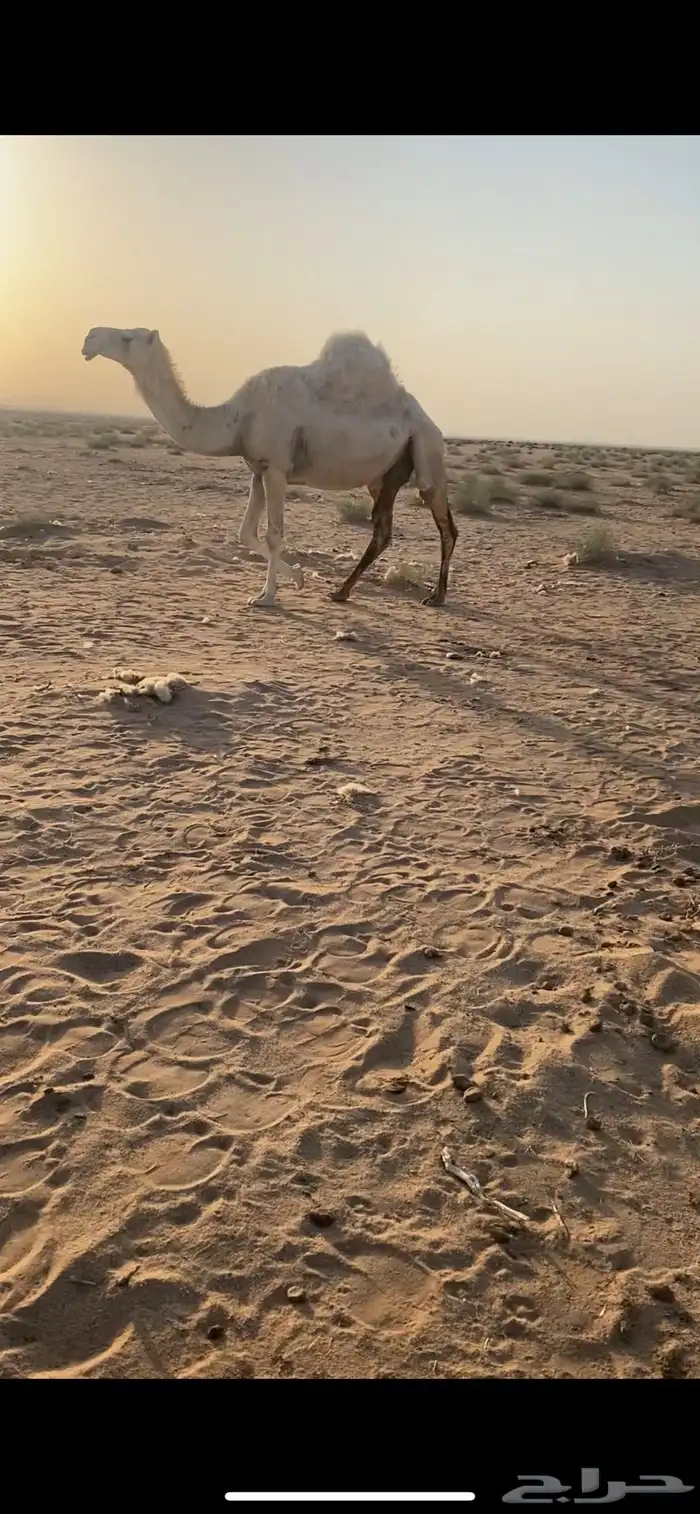 لقحات 2