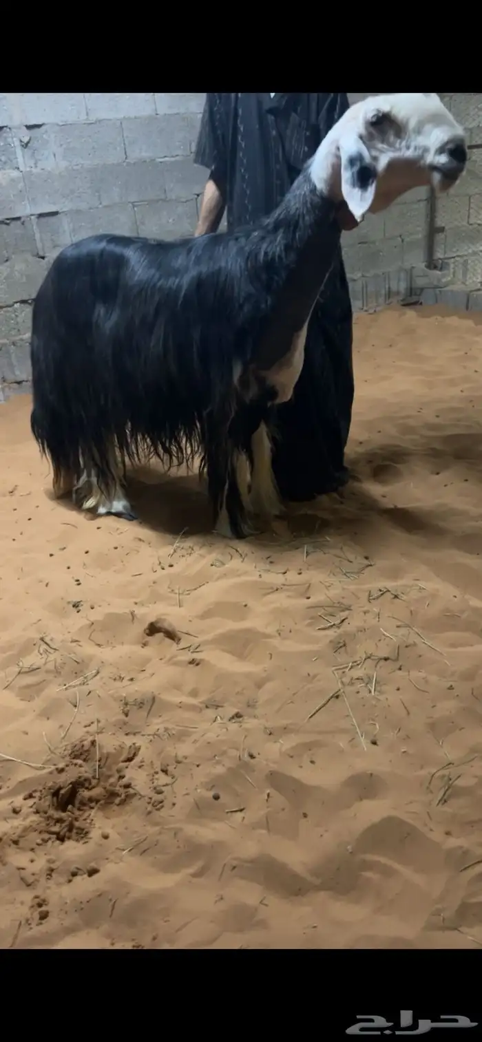 تم البيع 0