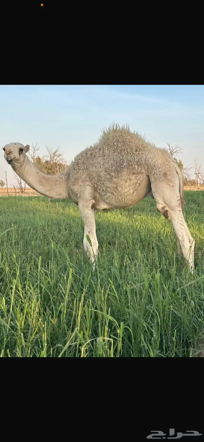 للبيع قعود ع الحليب 0