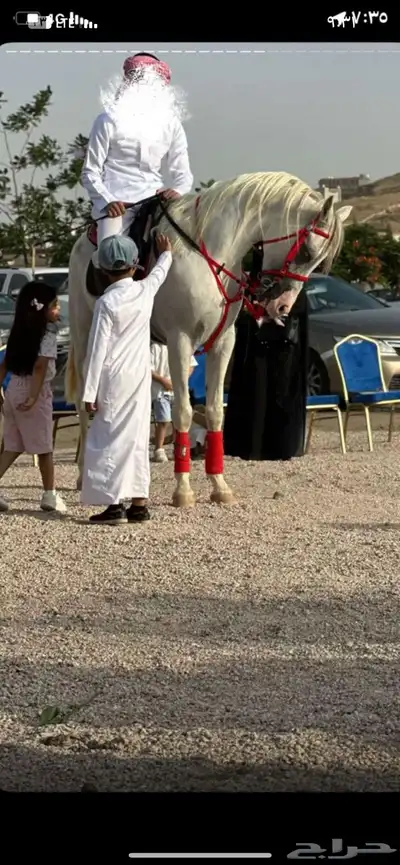تجهيز خيل للمناسبات 3