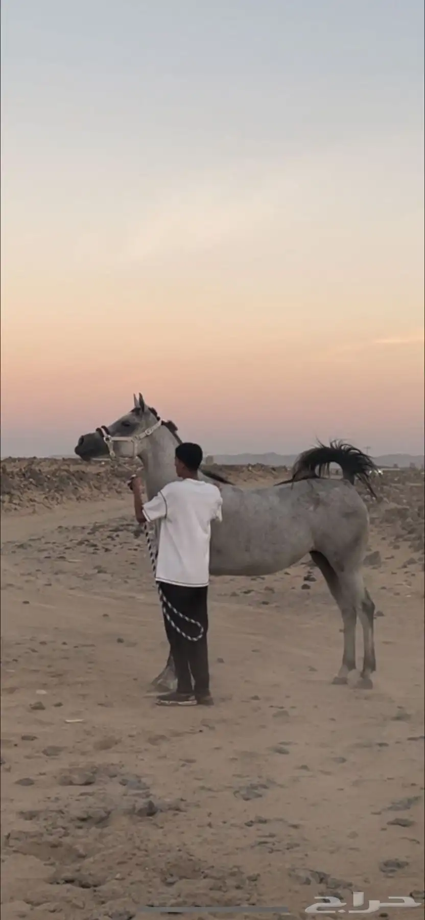 خيل index