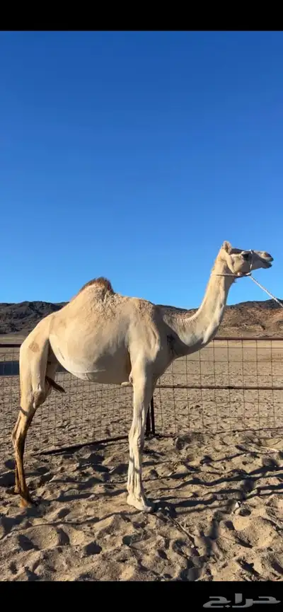 ناقه سودانيه ذلول 1