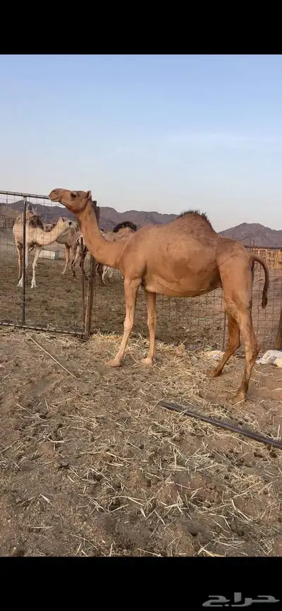 بكره حمراء لقحه الحد 6500 1