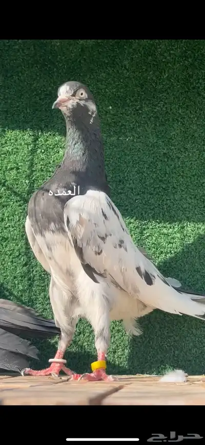 حمام باكستاني سخي 2