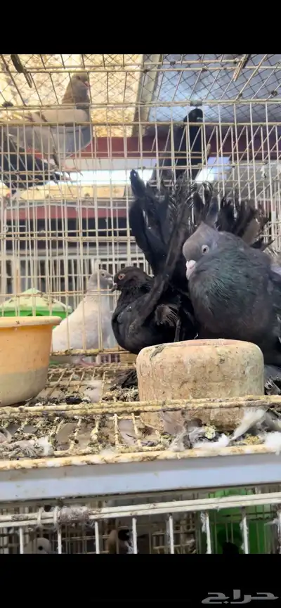 جوز رقاص امريكي 7