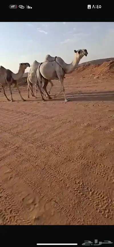 خلفه تحتها قعود سنه ثني لحقه لي 9 شهر علي بعير بتلي بيعين 5