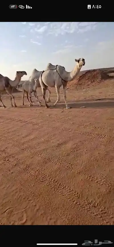 خلفه تحتها قعود سنه ثني لحقه لي 9 شهر علي بعير بتلي بيعين 4