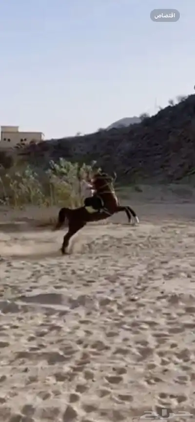 حصان شعبي 6