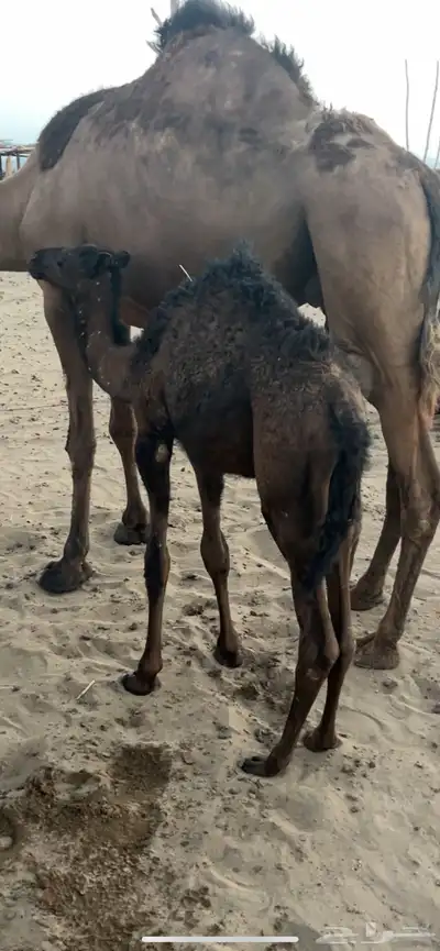 قعود للبيع العمر 3 شهور 1