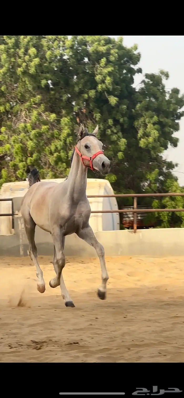 خيل 3