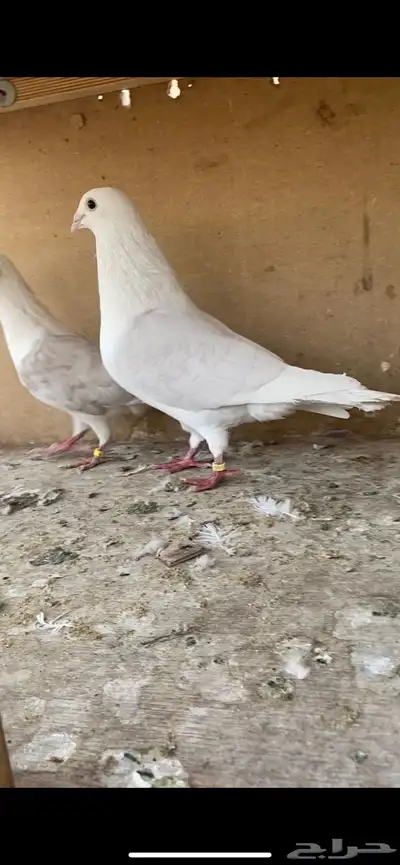 زاجل مكتف لون مميز 0