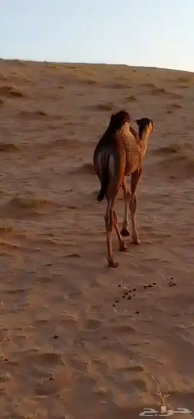 قعود للبيع 2