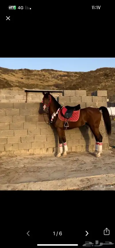 خيل شعبي 1