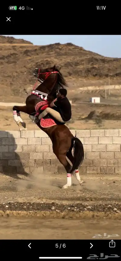 خيل شعبي 2