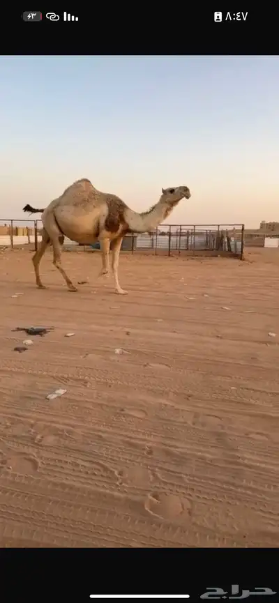 خلفه تحتها قعود سنه ثني لحقه لي 9 شهر علي بعير بتلي بيعين 2