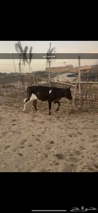بقره البيع 2