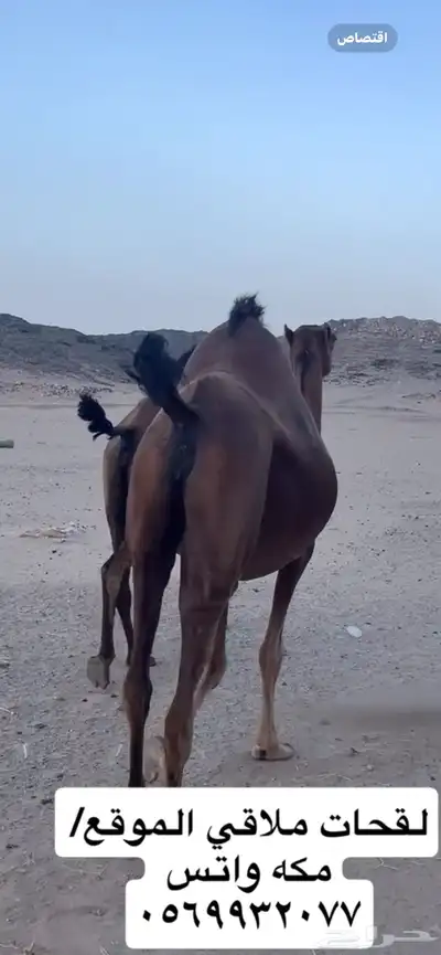 ناقه لقحه جنب 6