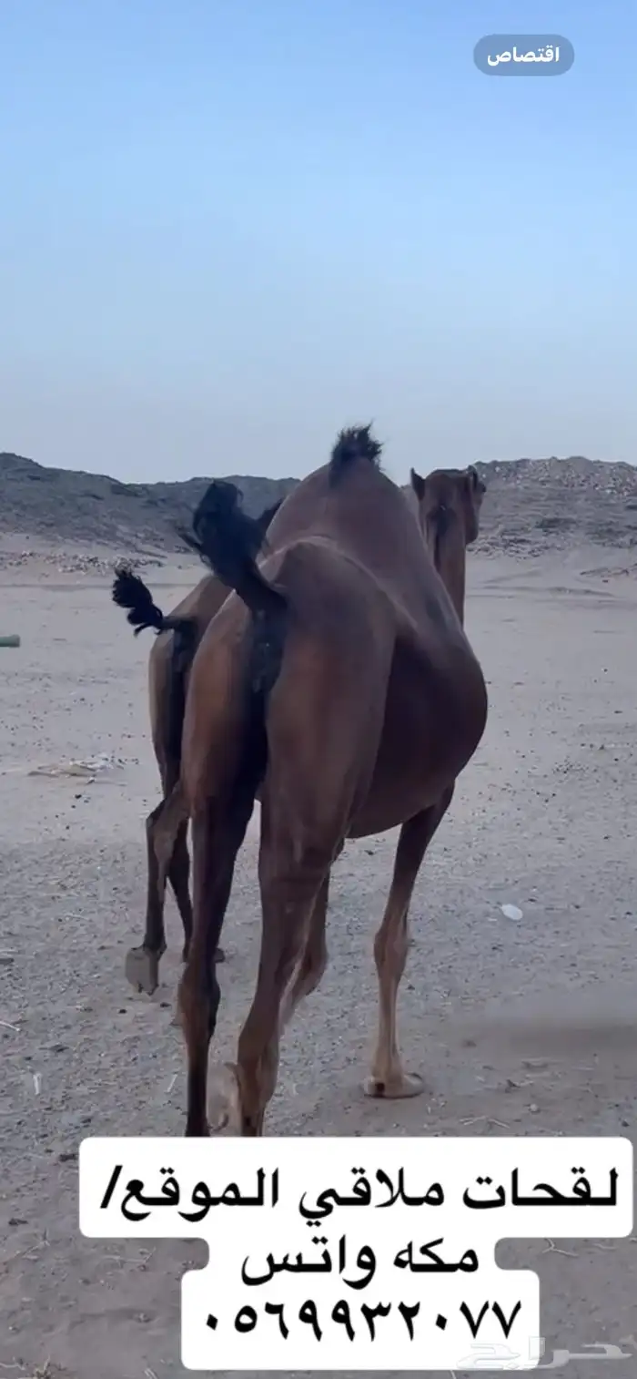 ناقه لقحه جنب (( تم البيع )) 6