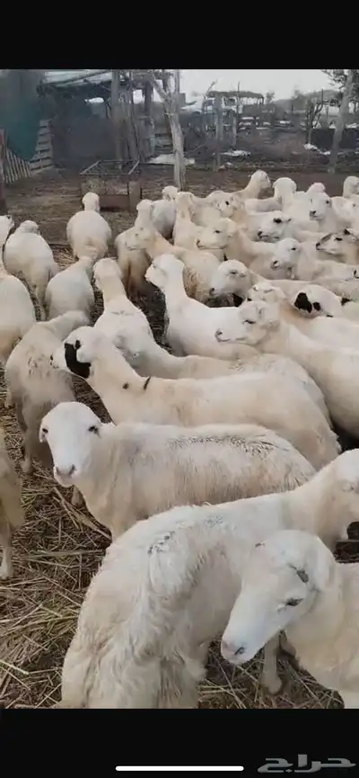 مندوب كباش رفيدي 0