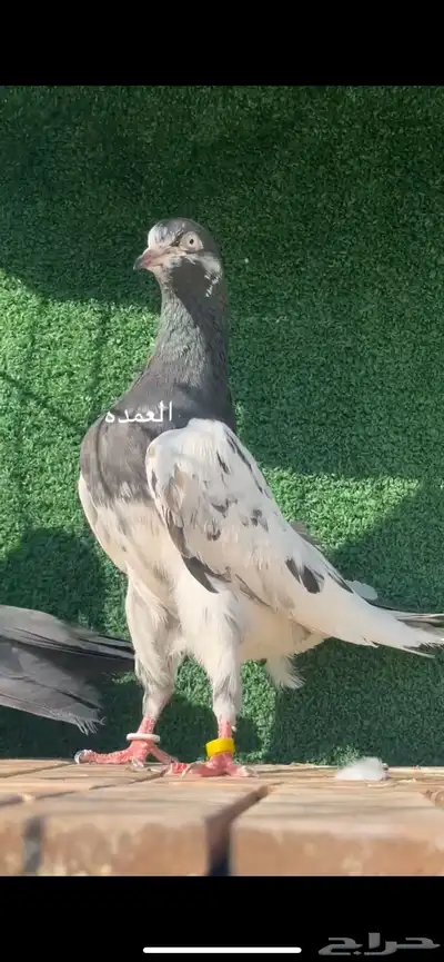 حمام باكستاني سخي 4