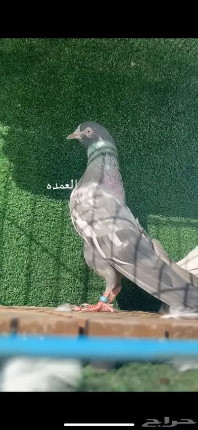 حمام باكستاني سخي 3