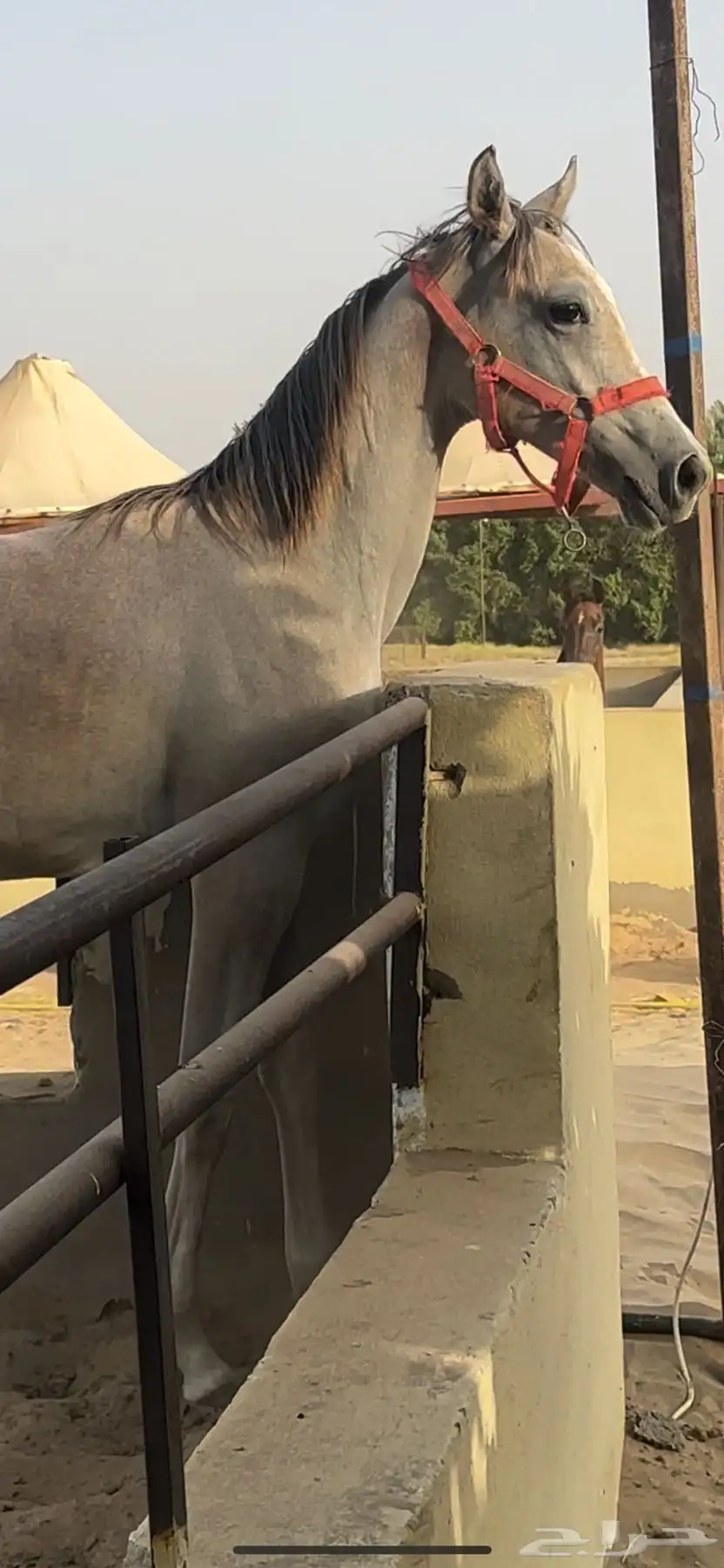 خيل index