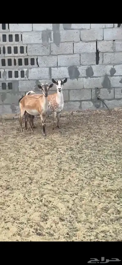 7معزا جنوبيات مراح واحد لون واحد كفووو 0