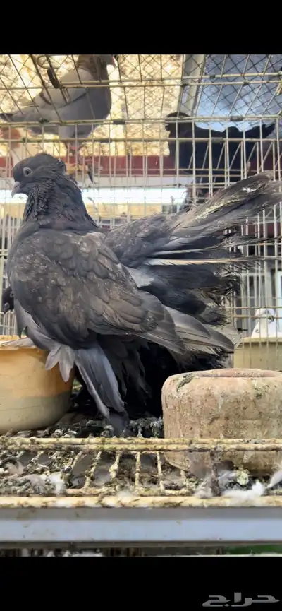 جوز رقاص امريكي 2