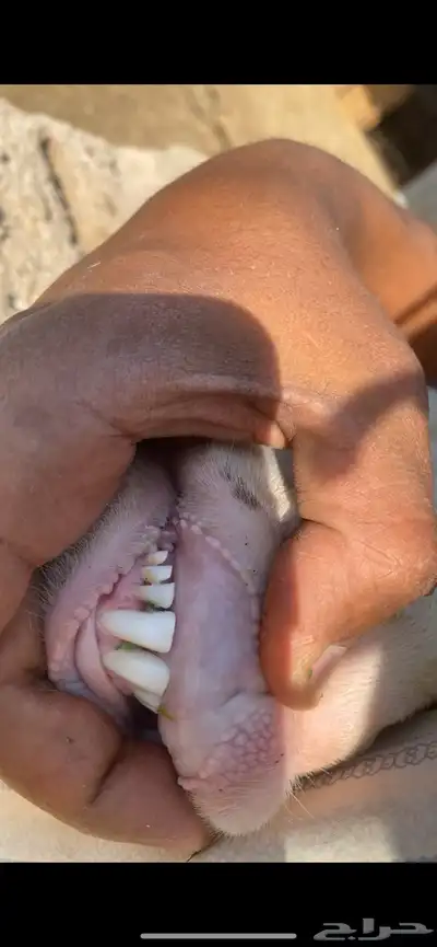 تيس هولندي 3