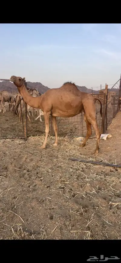 بكره حمراء لقحه الحد 6500 0