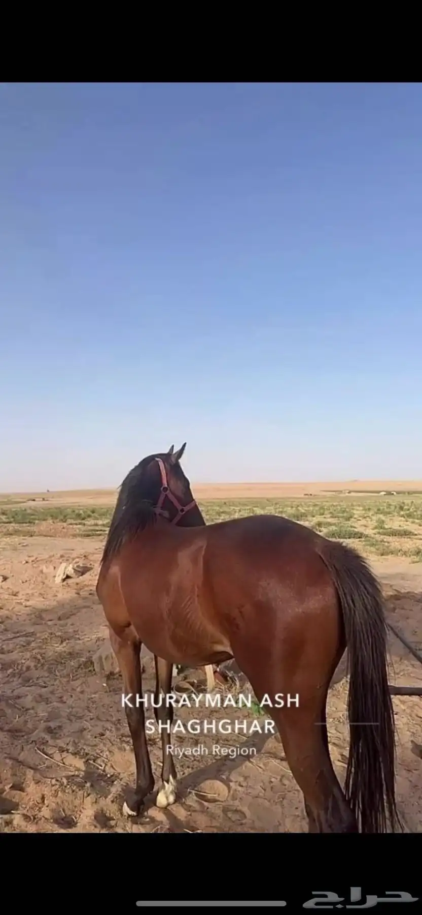 مهره شيخه لعب index
