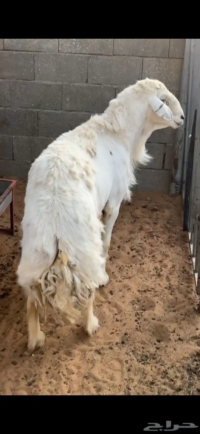 خروف فحل حري 0