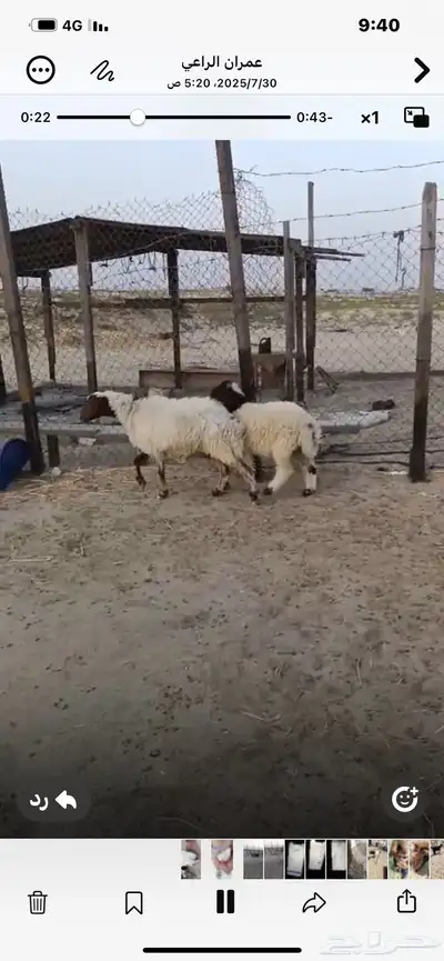 للبيع رغوث سدس تحتها خروف ديد سلم 2