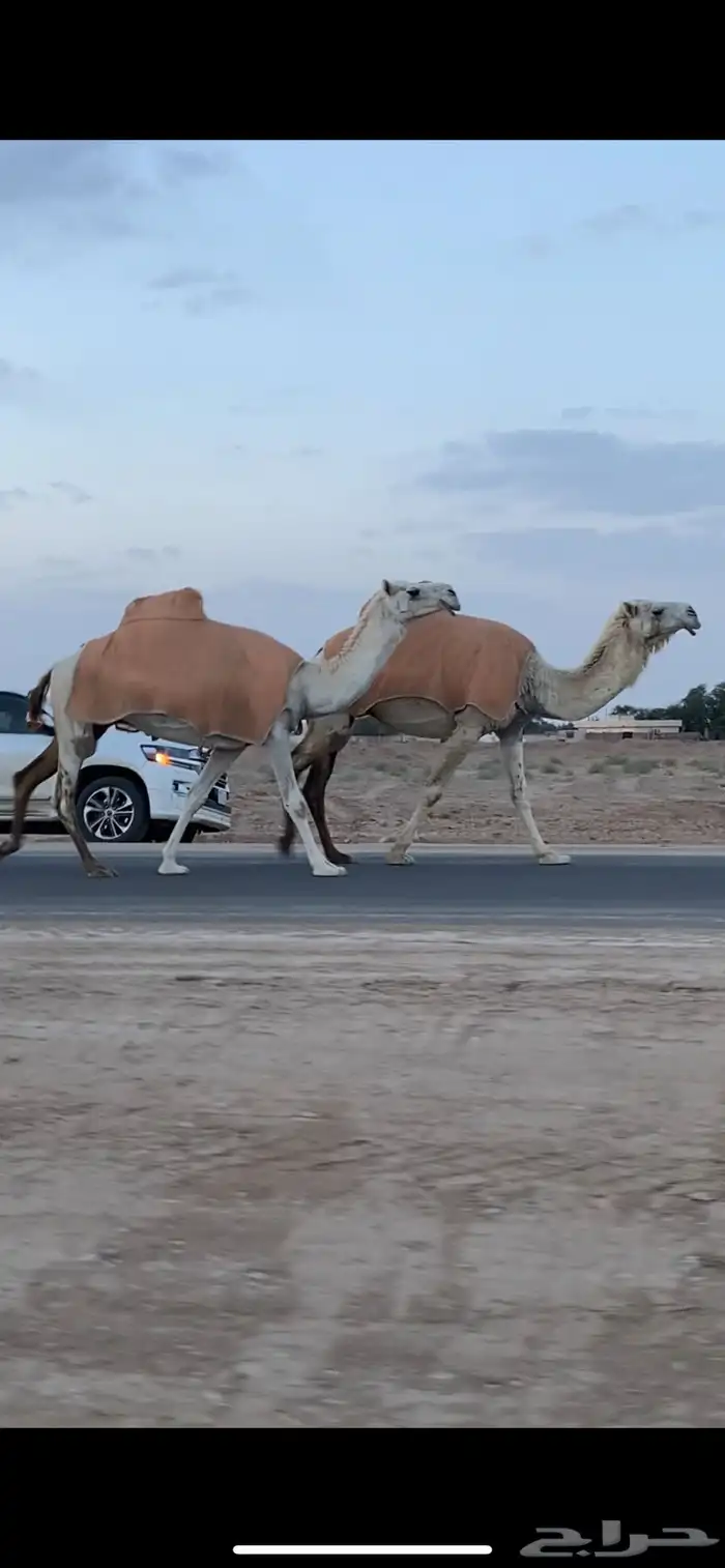 لقحات 1